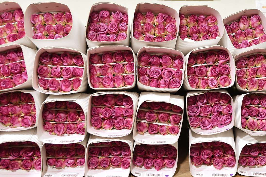 Floricultores Cultivo Rosas