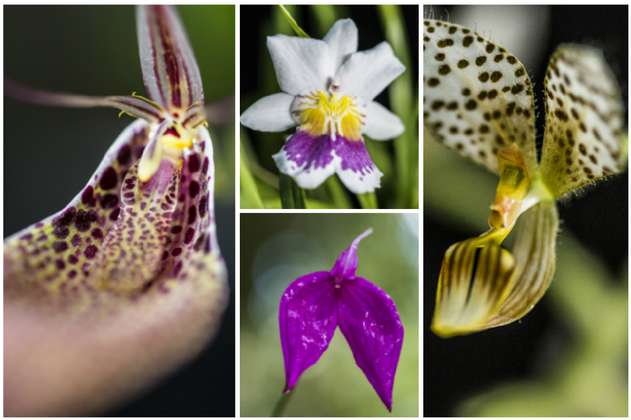 Disfrute este fin de semana de la exposición más grande de orquídeas en Bogotá