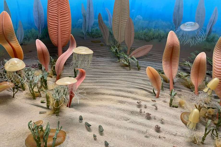 Representación del suelo marino durante el período Ediacárico