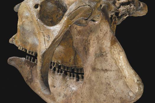 glyptoEste es el cráneo de un gliptodonte, encontrado en Buenos Aires, Argentina. Hace parte de un grupo extinto de parientes de armadillos. / Cortesía de Philippe Loubry, MNHN, CR2. 