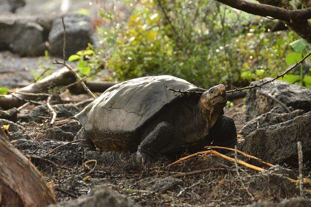 Confirman vida de una tortuga de Galápagos que se creía extinta hace 116 años
