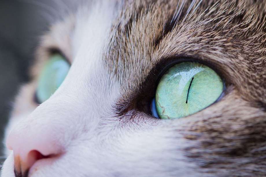 Los gatos tienen mejor visión nocturna, lo que les permite cazar y moverse con facilidad durante la noche.
