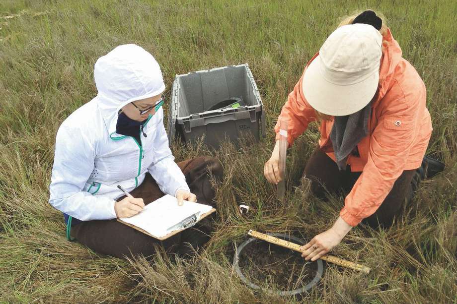 Estudiantes de Linda Deegan miden la capacidad que tienen los pantanos de capturar carbono.  /  Linda Deegan