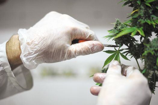  A la fecha, el Gobierno ha expedido 393 licencias para producir cannabis medicinal.  / Diego Ojeda