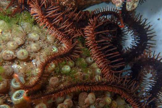 Una Ophiocoma wendtii, "prima" de las estrellas de mar que habita en los arrecifes del Mar Caribe.  / HEATHER STEWART - Europa Press