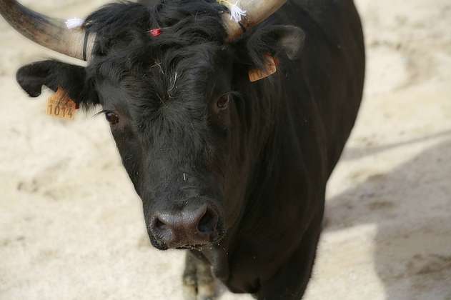 Suspenden las tradicionales corridas de toros que se realizan en enero en Cartagena