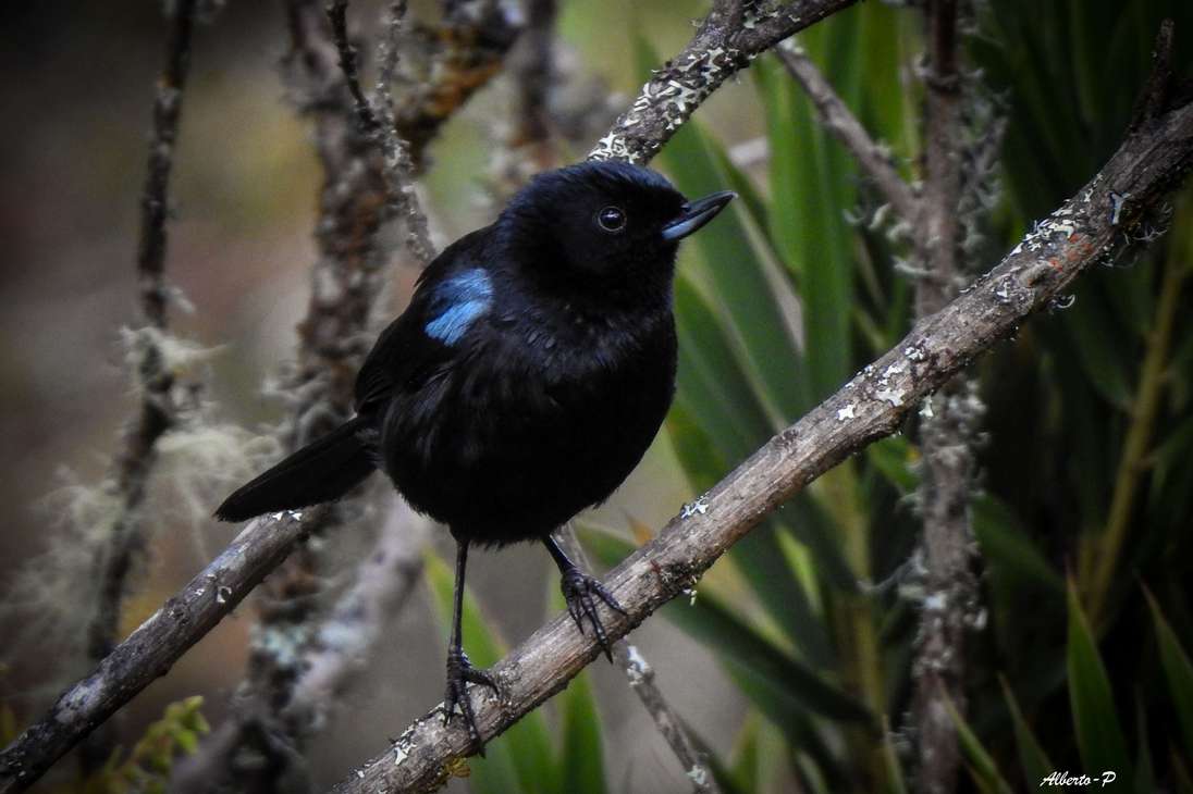 Su hábitat natural se encuentra en los bosques de los páramos andinos (en Perú entre los 2.000 y los 3.700 m de altitud); su curioso pico indica que es un ave que se alimenta de néctar.