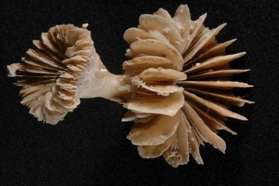 El equipo recolectó restos fósiles de corales de aguas profundas que vivían a miles de metros bajo las olas.