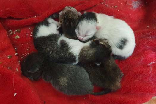 Hasta el momento se han logrado rescatar nueve gatos bebés y siete adultos, entre los que se encuentran tres hembras en estado de gestación.