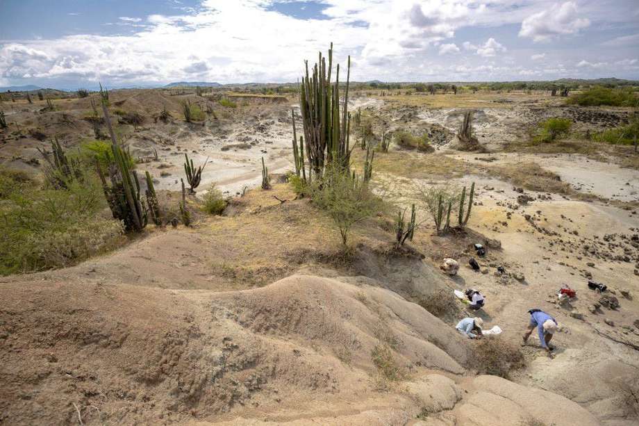 El desierto de La Tatacoa, en el Huila, es un lugar que ha sido explorado durante los últimos 100 años por paleontólogos de diferentes partes del mundo. 