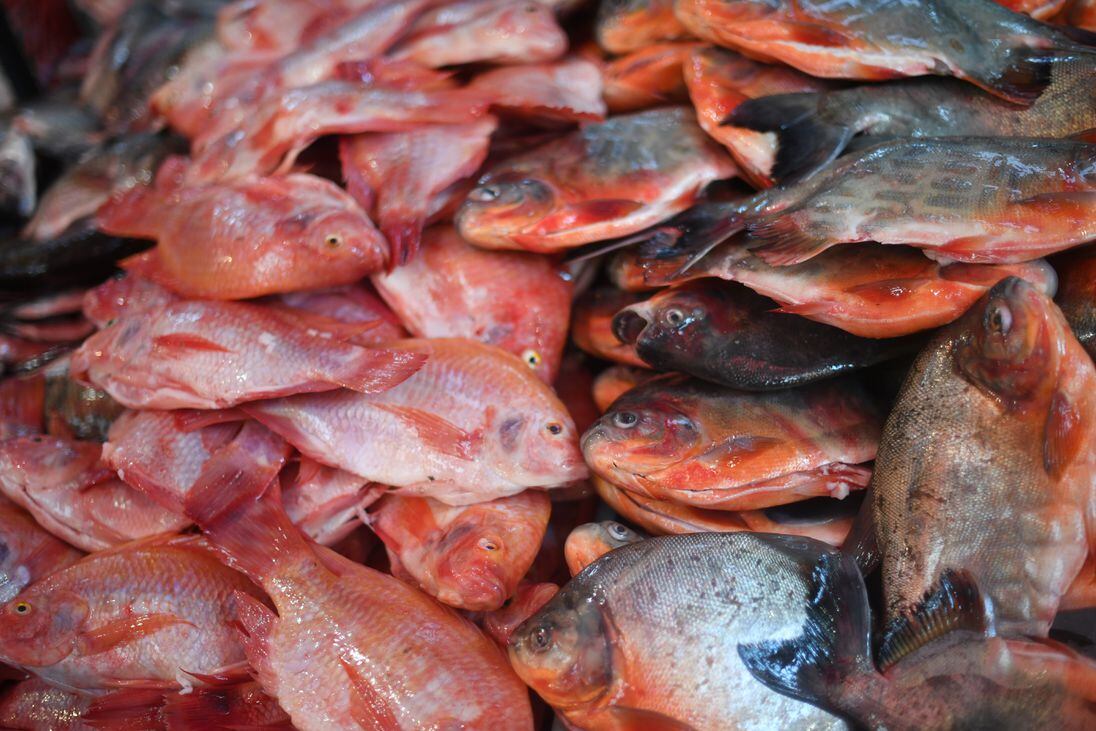 5 tipos de pescado ideales para cuidar tu corazón: hay uno poco conocido