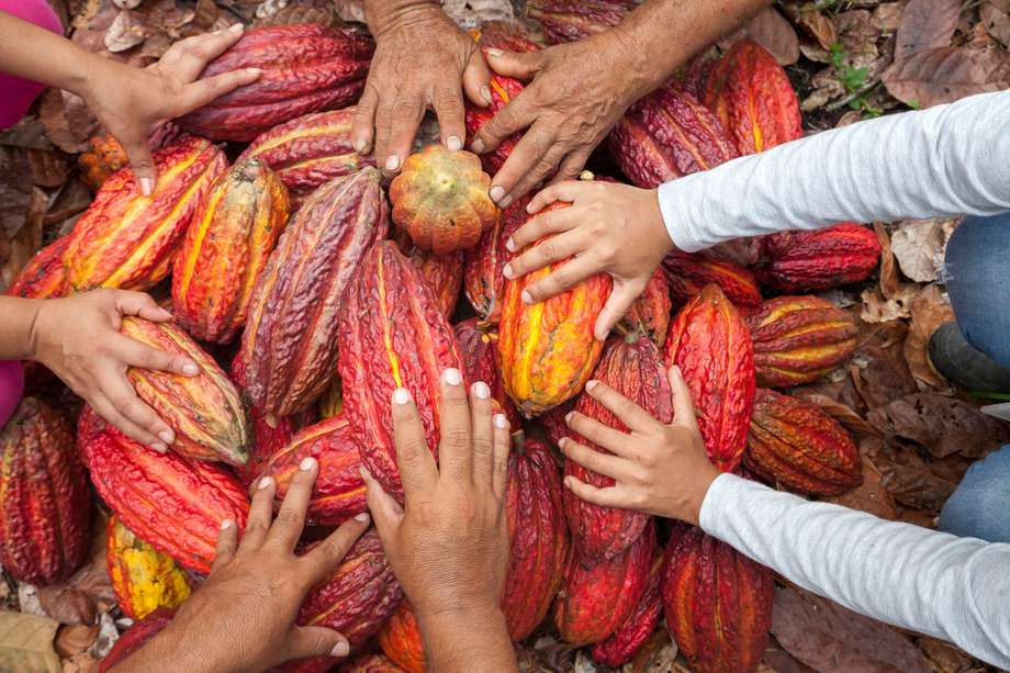 Cultivo de cacao en Putumayo. Icco, Colombia.