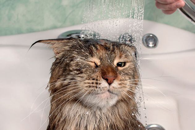 ¿A los cuántos meses se puede bañar a un gato?