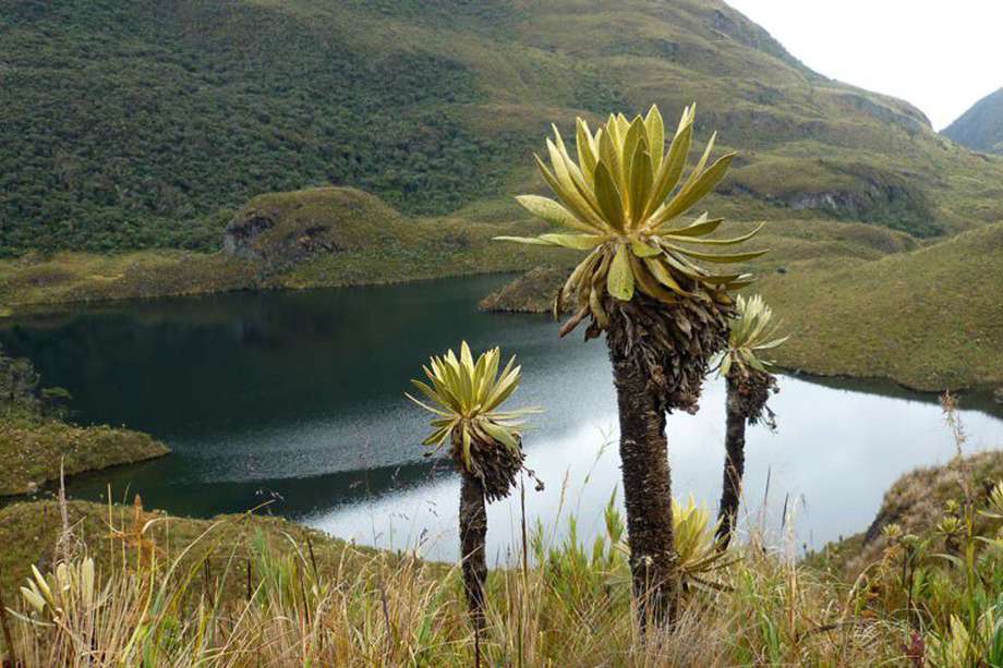 El Parque Nacional Natural Las Hermosas, ubicado entre el Valle del Cauca y Tolima, tiene una extensión de 124.766 hectáreas.