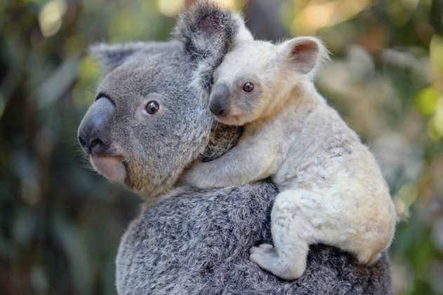 Aunque murieron cerca de mil koalas en incendios, es mentira que esté extinto en Australia