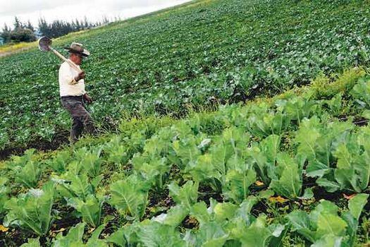 Concentración de tierra, el mayor problema agrario en Colombia 