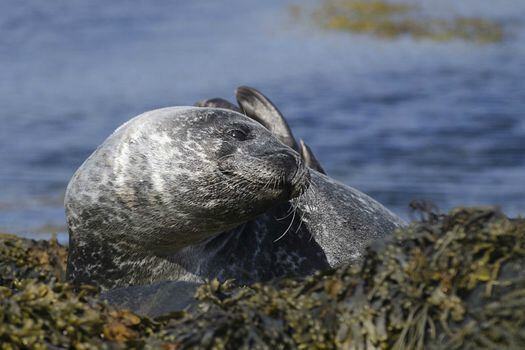 Imagen de la foca de puerto (Phoca vitulina). / Wikimedia - Creative Commons