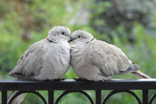 Científicos polacos estudiaron cómo cambia el comportamiento sexual en las palomas hembras cuando no hay machos. 
 / Pixabay.