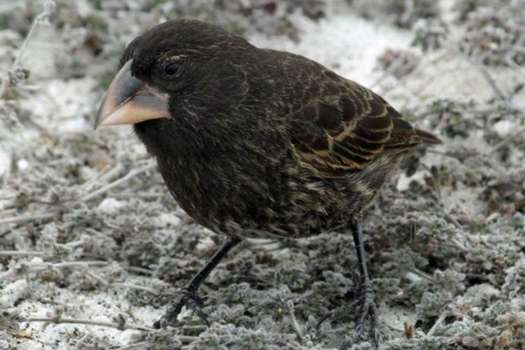 Los pinzones de las Islas Galápagos fueron las aves estudiadas por Charles Darwin para generar su teoría de la evolución de las especies. / K.T Grant