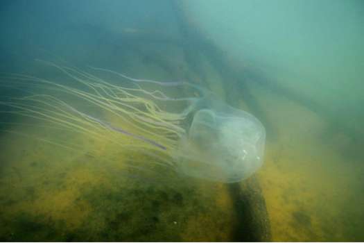 La medusa australiana Chironex fleckeri es uno de los animales más venenosos del mundo. Se encuentra en las aguas costeras más cálidas del norte de Australia y el sudeste asiático.  / Jamie Seymour