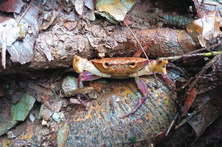 La historia del “Chaceus guajiraensis”, el nuevo cangrejo que descubrieron en Colombia