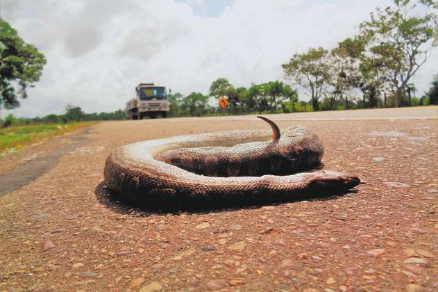 Las serpientes están muriendo en las carreteras, pero eso no es lo más grave