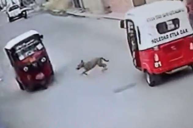 (Video) Perro “chocó” a mototaxi: el conductor terminó en el suelo