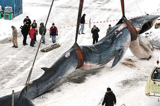 Es oficial: Japón retomará abiertamente la caza comercial de ballenas