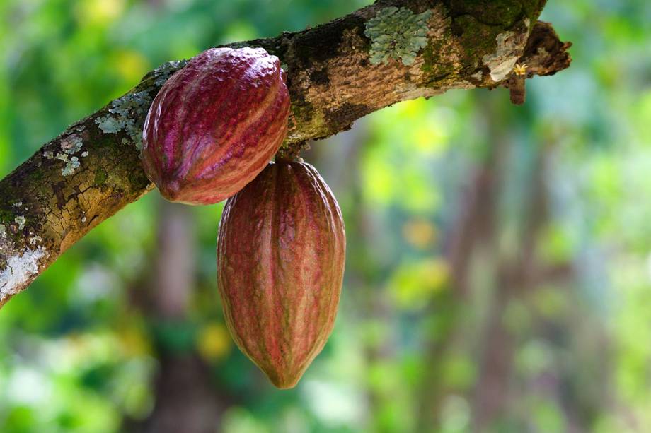 El cacao es un árbol con una importante cantidad de nutrientes por lo que es considerado un fruto milagroso para la salud.