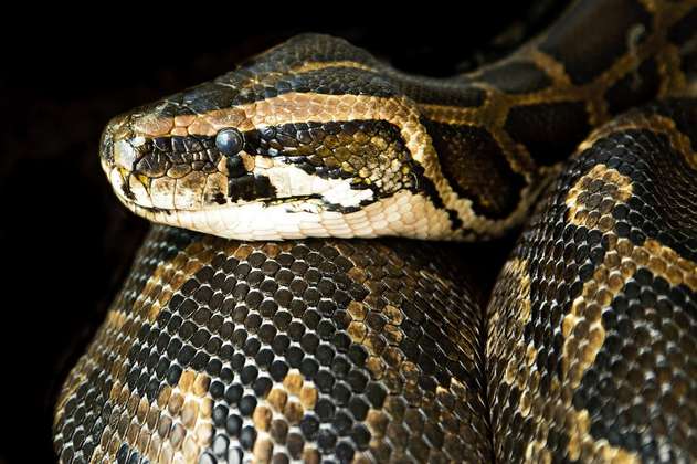 Bomberos rescataron serpiente atrapada en medio de las vías de La Buitrera, Cali