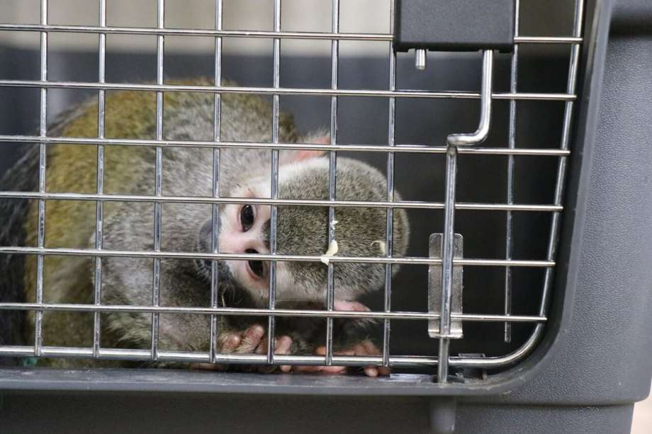 Mono ardilla rescatado en la localidad de Kennedy