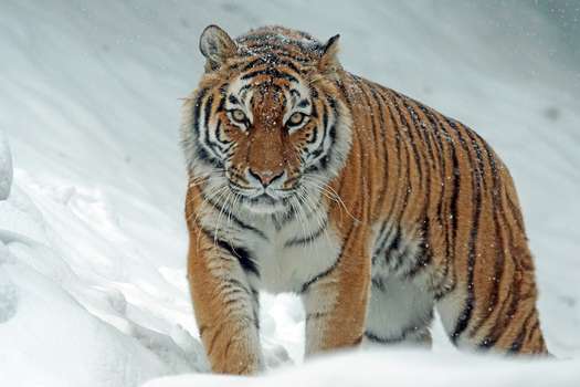 El tigre se encuentra en estado de amenaza.