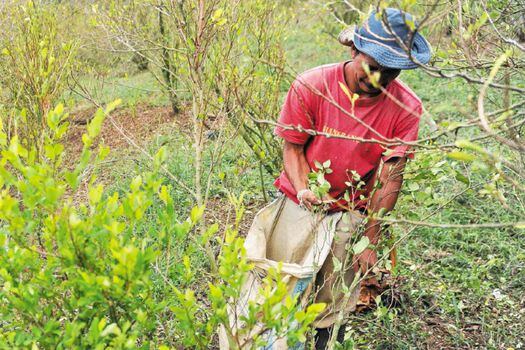 Entre 2015 y 2016, según UNODC, hubo un aumento del 52 % de cultivos ilícitos en Colombia. / AFP