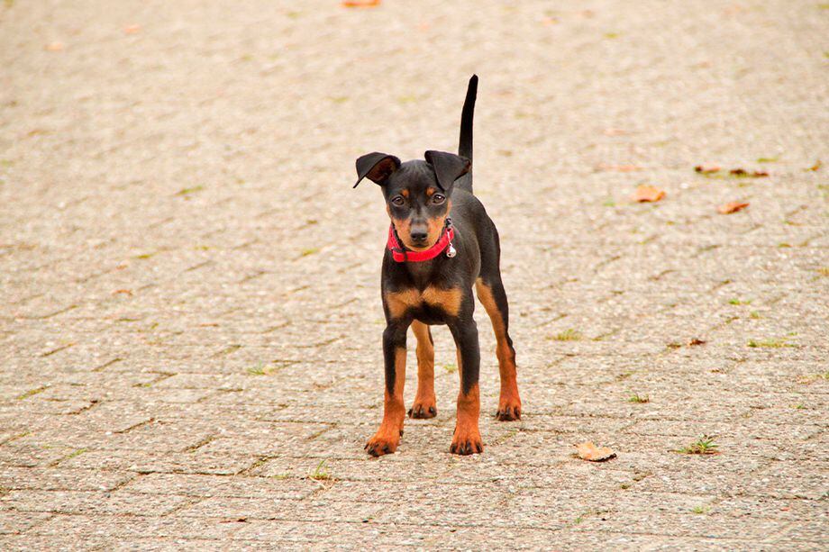 Pinscher miniatura: curiosidades y cuidados de esta raza de perros