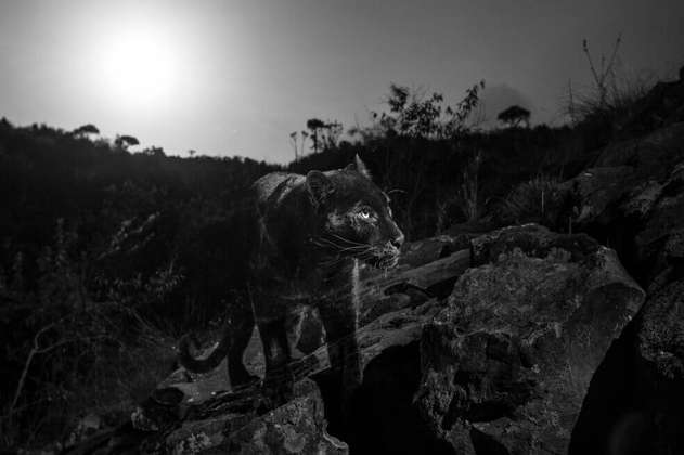 Fotografían a rara pantera negra por primera vez en más de un siglo 