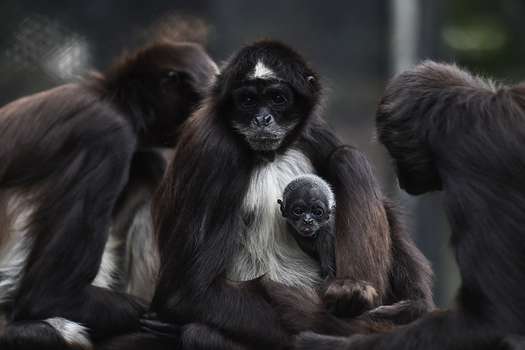 (Imagen de referencia) Las madres mono fueron separadas de sus crías tras el parto. 