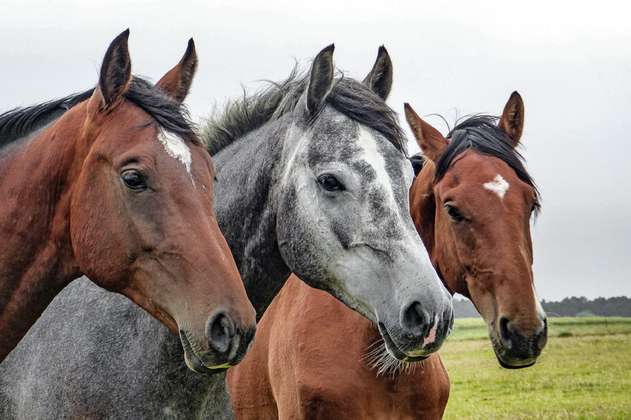 La domesticación alteró el genoma de los caballos hace 2.300 años