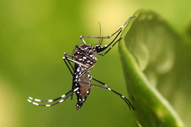 La generacio?n Zika: asi? viven los menores que nacieron con este virus en Bucaramanga
