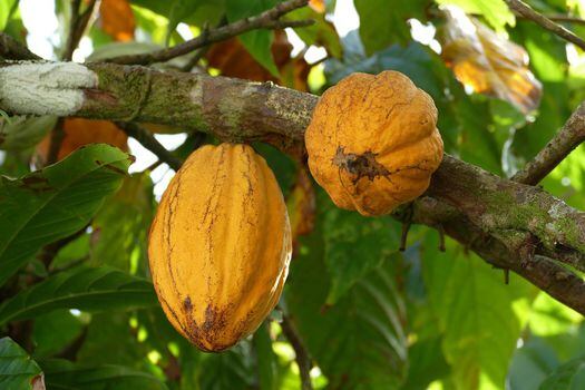 La producción de cacao es una de las iniciativas locales en Antioquia.