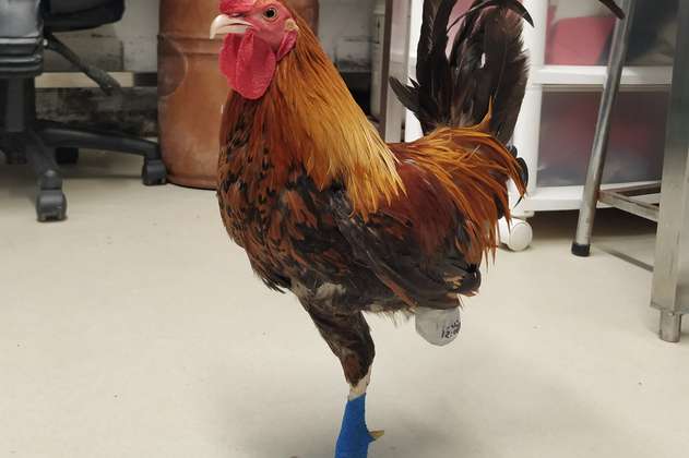 Emilio, el gallo que recibió una prótesis para volver a caminar