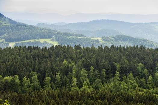 Algunos de los bonos de carbono más cuestionados vienen de los proyectos Redd+, que usualmente se enfocan en conservar áreas de bosque.
