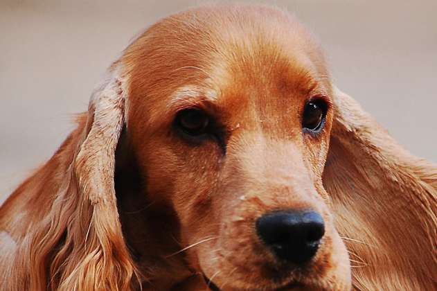 Cocker Spaniel: características y cuidados de esta raza de perros