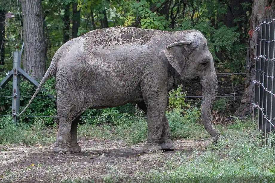La elefanta ha pasado más de una década viviendo sola, algo que es completamente anormal para los elefantes.