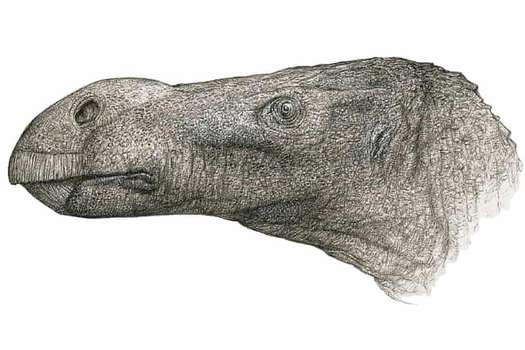 Este es el cráneo del dinosaurio Brighstoneus simmondsi. Se diferenia de las demás especies de la isla de Wight por su nariz extremadamente grande.