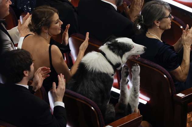 Messi, el perro actor en Los Óscar: mejores momentos y famosos a los que conoció