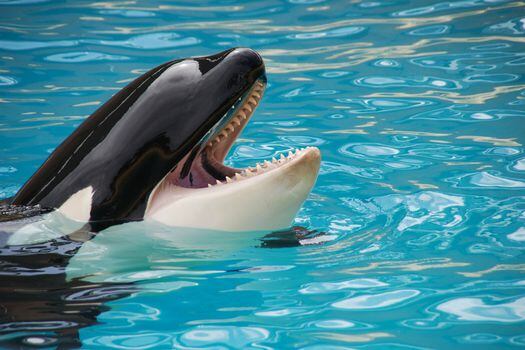 Pese a su apodo de "ballenas asesinas", se han encontrado rasgos de responsabilidad, amabilidad, extroversión, cuidado y dominancia entre las orcas.  / Pixabay