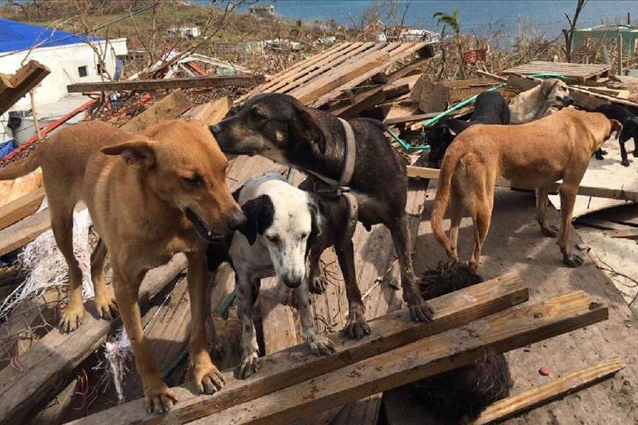 Rescate de animales en Providencia, Colombia.