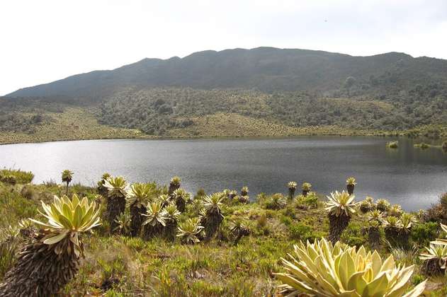 La gestión territorial que está luchando para conservar la biodiversidad de Colombia 