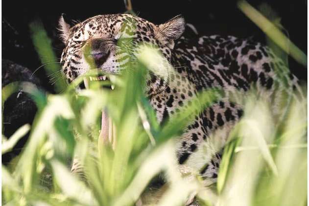 Jaguar: el equilibrio de la Tierra