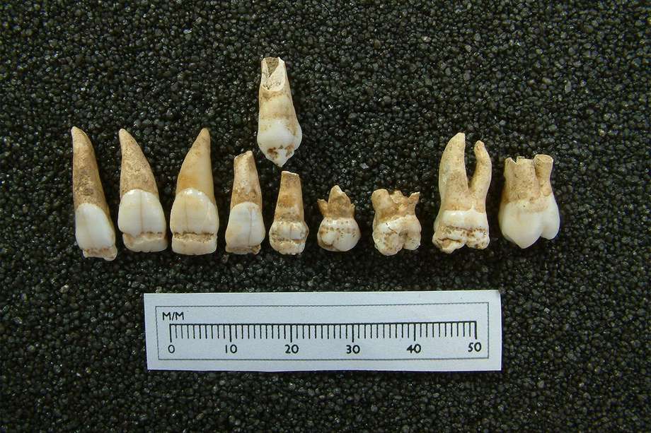 En la imagen se aprecian algunas de las piezas dentales analizadas para establecer diferencias con la edad que demostraban otros restos óseos.